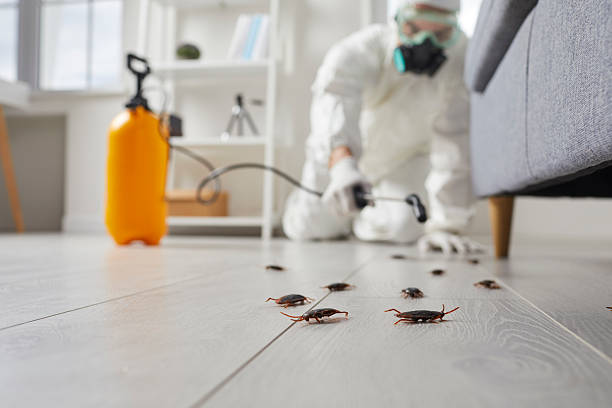 Trusted Cockroach Control service in Perryton, TX - Nex Pest Control
